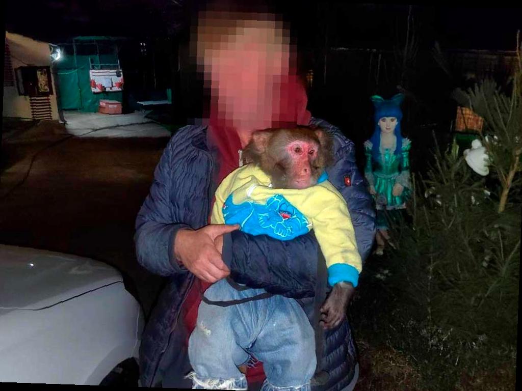 Сочи принимает меры против фотографов-живодеров