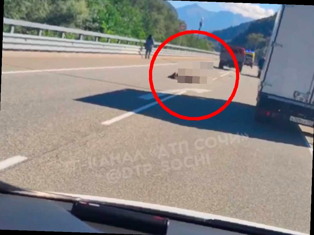 Водитель, сбивший медвежонка на трассе в Сочи, может получить штраф