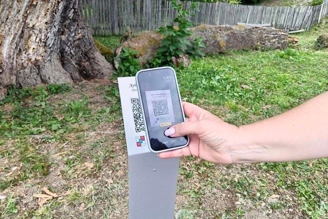 Иберийскому дубу в Сочи присвоили QR-код для сохранения истории